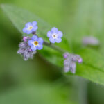 Wald-Vergissmeinnicht (Myosotis sylvatica)