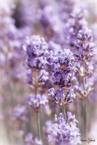 Im Lavendelfeld - Blühender Lavendel (Lavandula angustifolia)