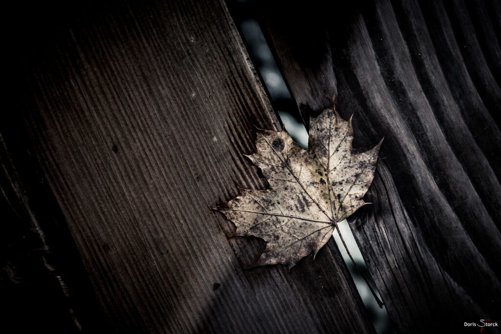 Herbstliche Strukturen Ein Blatt liegt auf einem Steg