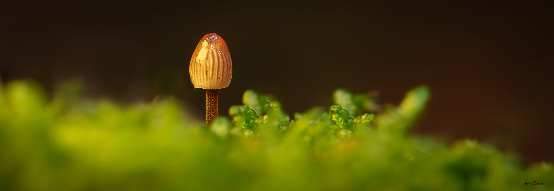 Kleiner Pilz im Moos