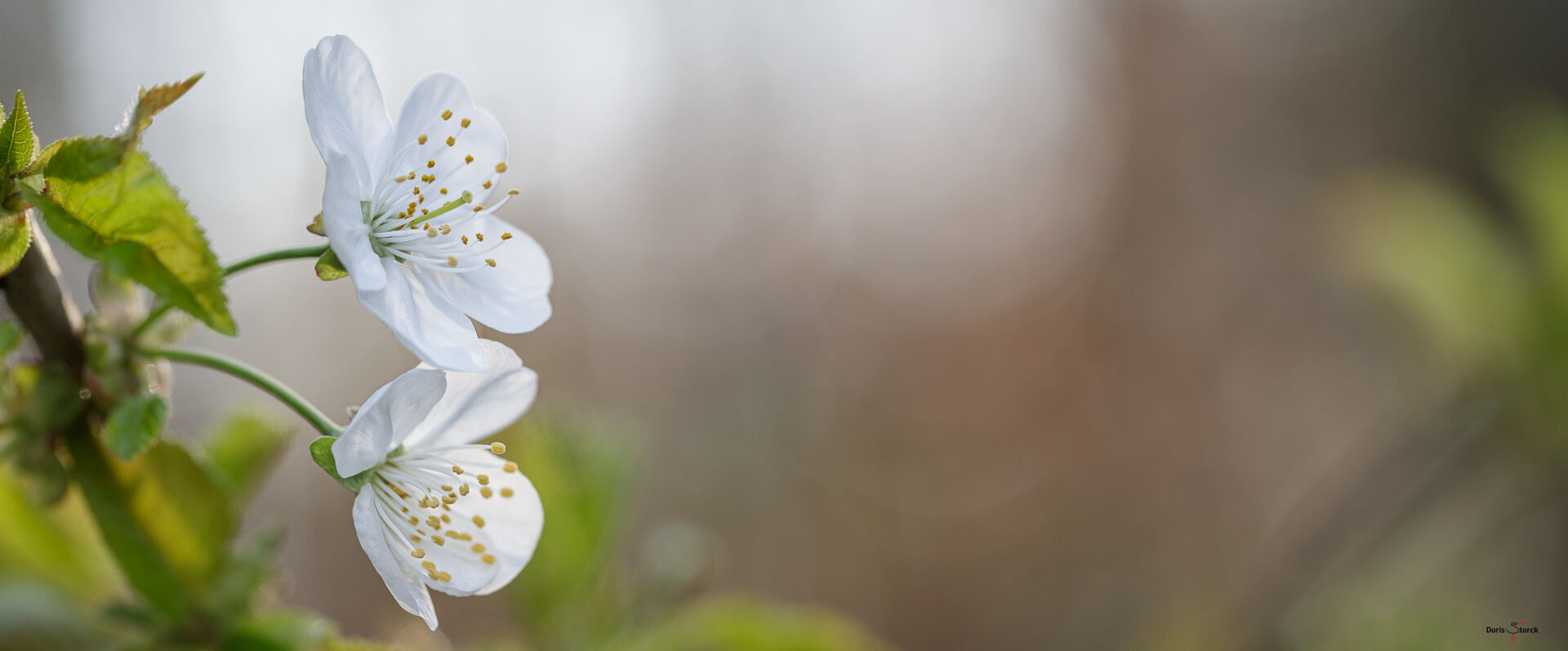 Kirschblüten im April