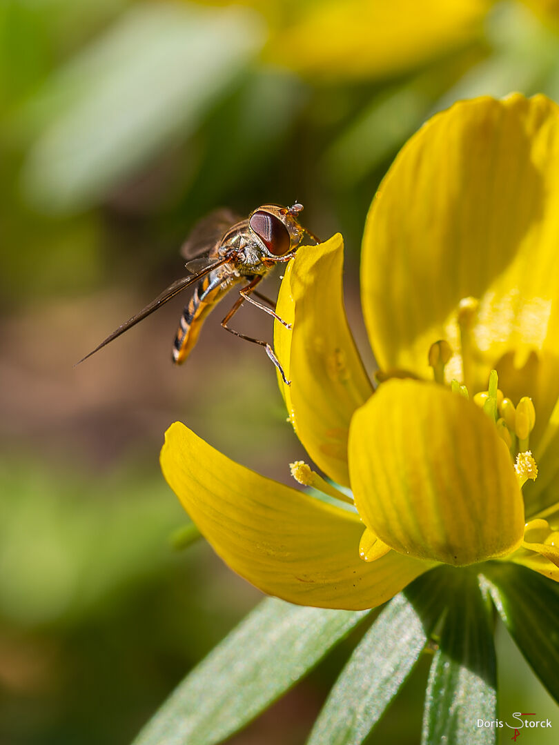 Schwebfliege sitzt auf der gelben Blüte eines auf Winterlings (Eranthis hyemalis)
