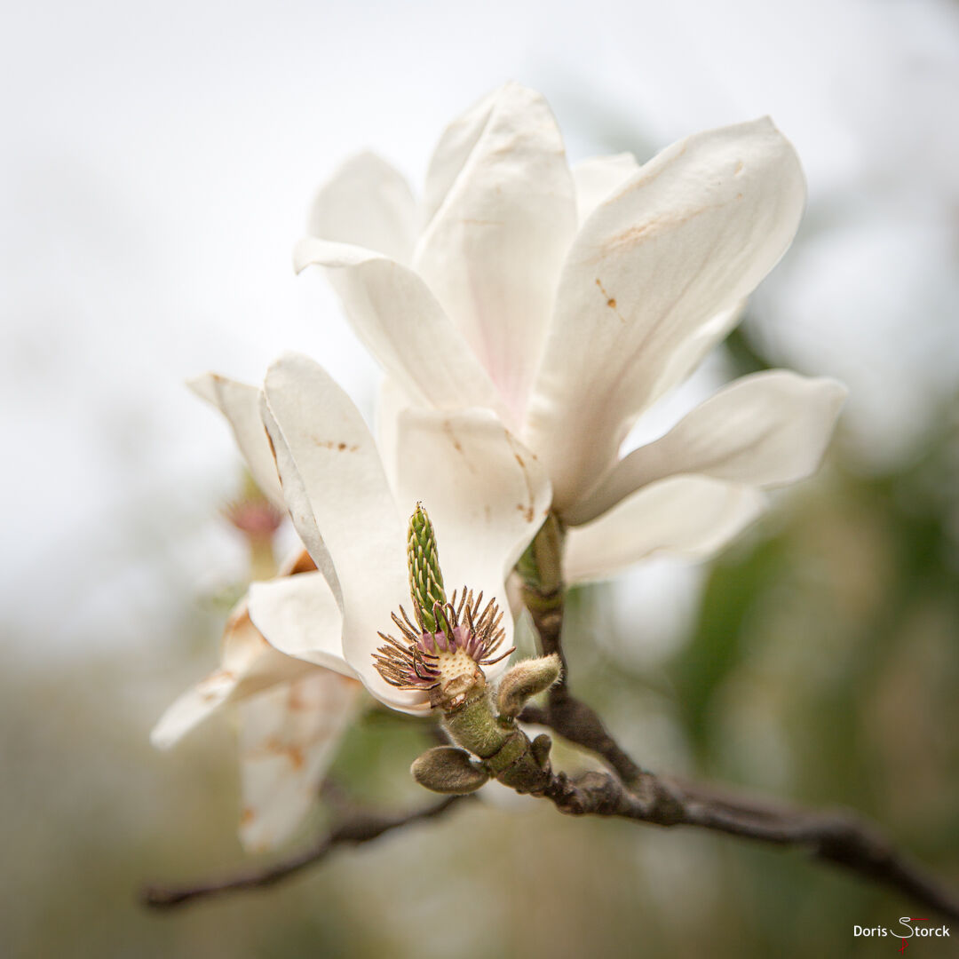 Blüte einer Tulpen-Magnolie (Magnolia × soulangeana)