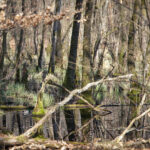 Auwald, Bäume spiegeln sich im Wasser