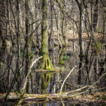 Auwald, Bäume spiegeln sich im Wasser