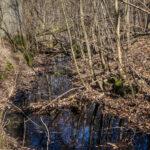 Bachlauf im Wald