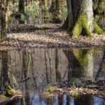 Spiegelung des Waldes im Wasser