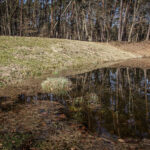 Spiegelung in einem Tümpel im Wald