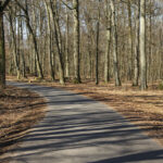 Schatten von Bäumen auf einer schmalen Straße