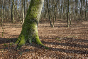 Moosbedeckter Stamm einer Buche mitten im Wald.