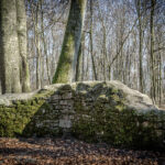 Mauer und Baumstamm