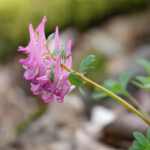 Blüte des Gefingerterten Lerchensporns (Corydalis solida)