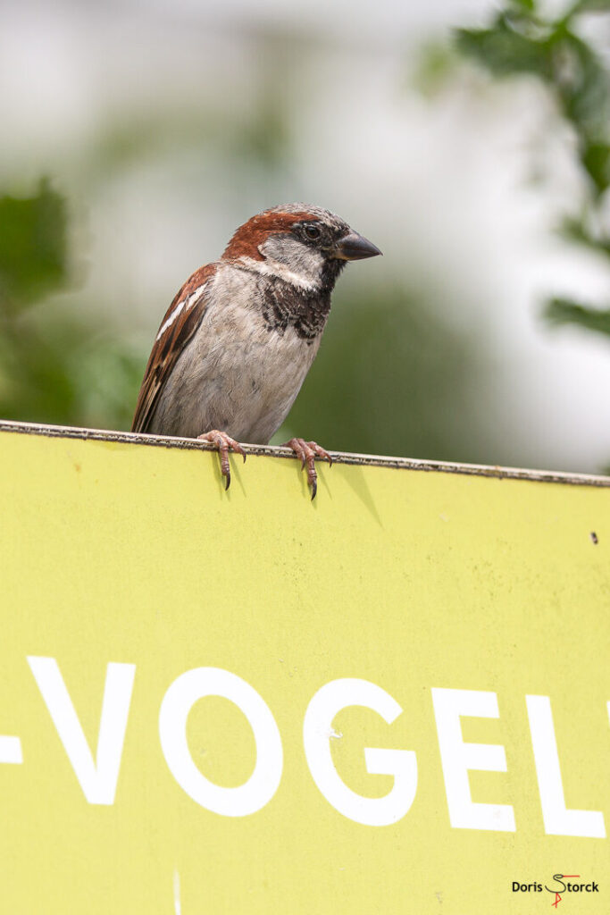 Männlicher Haussperling sitzt auf einem Schild, auf dem Schild steht in Großbuchstaben Vogel