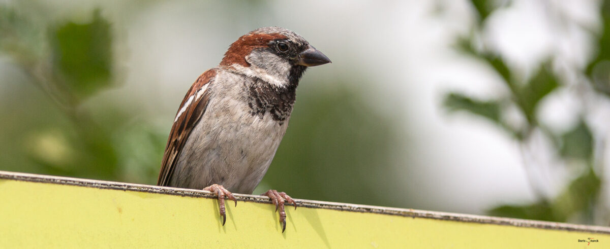 Vogelschild: Männlicher Haussperling sitzt auf einem Schild