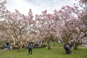 Magnolienblüte im Park Schöntal - Mehrere Magnolienbäume, dazwischen stehen mehrere Personen.