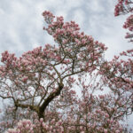 Magnolienblüte im Park Schöntal - Baumkrone mit Magnolienblüten aufgenommen gegen blauen Himmel