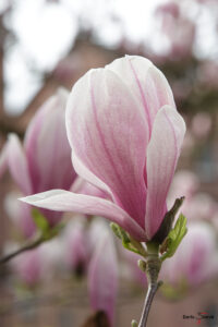Einzelne Blüte einer Tulpen-Magnolie (Magnolia × soulangeana) im Hintergrund sind verschwommen weitere Blüten zu sehen