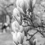 Schwarzweiß Aufnahme, mehrere Magnolienblüten an einem Zweig