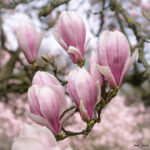 Magnolienblüten an einem Zweig