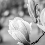 Schwarzweiß Aufnahme, Magnolienblüte an einem Zweig