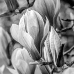 Schwarzweiß Aufnahme, mehrere Magnolienblüten an einem Zweig