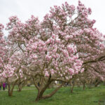 Der Magnolienhain mehrere Bäume stehen auf einer grünen Wiese