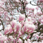 Magnolienblüten an einem Zweig, im Hintergrund weitere Blüten im Unschärfebereich