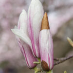 Magnolienblütenknospe kurz vor dem Aufblühen die die Haut der Knospe sitzt wie ein Hut auf der Knospenspitze.