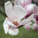 Einzelne Magnolienblüte, Blick in die Blüte