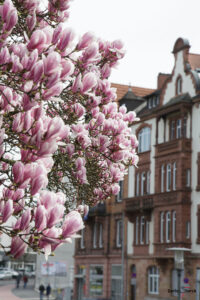 Ein Ast mit blühenden Magnolien, im Hintergrnd eine Häuserfassade