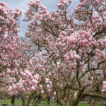 Magnolienblüte im Park Schöntal - Der Magnolienhain mehrere Bäume stehen auf einer grünen Wiese