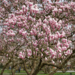 Magnolienblüte im Park Schöntal - Der Magnolienhain mehrere Bäume stehen auf einer grünen Wiese