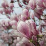 Magnolienblüten an einem Zweig