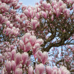 Viele Magnolienblüten aufgenommen gegen blauen Himmel
