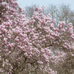 Ein Meer aus Magnolienblüten, die Baumkronen mehrerer Bäume mit Blüten.