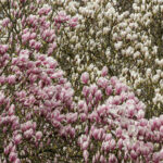 Viele Weiße und Rosafarbene Blüten der Tulpen-Magnolien.