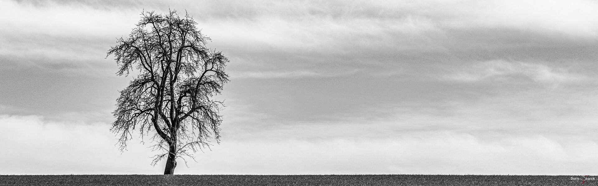 Schwarz Weiß Bild eines kahlen Baumes, er ist im linken Drittel des Bildes zu sehen, am unteren Bild ist etwas Wiese zu sehen. Der bewölkte Himmel nimmt einen Großteil der minimalistischen Landschaft ein.