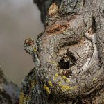 Ein Astloch an einem alten Apfelbaum