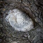 Ein Astloch das wie ein Auge geformt ist.