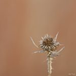 Vertrockneter Samenstand einer Distel
