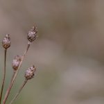 4 trockene Blütenstände einer Flockenblume.