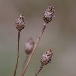 4 trockene Blütenstände einer Flockenblume.