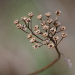 Trockene Blütenstände des Rainfarns