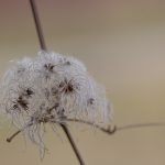 Samenpuschel der Gewöhnlichen Waldrebe