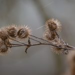 Trockene Fruchtstände der Großen Klette.