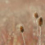 Trockene Blütenständer der Wilden Karde