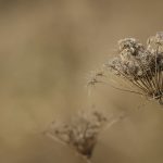 Trockne Samenstände der Wilden Möhre