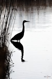 Ein Graureiher seht im Wasser, hinter ihm ein Dickicht aus Rohrkolben, die Wasseroberfläche schlägt leichte Wellen. Der Vogel spiegelt sich im Wasser. Der Reiher ist im Gegenlicht aufgenommen so das er nur als schwarze Silhouette erkennbar ist.