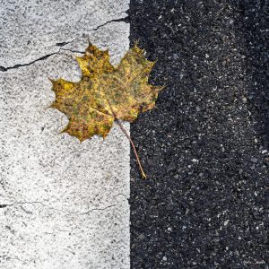 Blick von Oben auf eine Asphaltfläche, auf der rechten Seite ist die blanke Asphaltoberfläche zu sehen, auf der linken Seite ist das weiß einer Fahrbahnmarkierung. Im oberen Drittel liegt auf der Grenzlinie der beiden Flächen ein Ahornblatt. Es hat eine gelbe Farbe und ist grün gesprenkelt.
