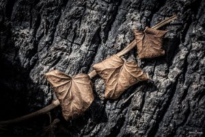 Farbfoto im Querformat. Eine vertrocknete Efeuranke mit drei Blättern wächst quer über die Rinde eines Baumes. Die trockenen Blätter sind rostfarben und stechen auf dem grauen Hintergrund hervor.